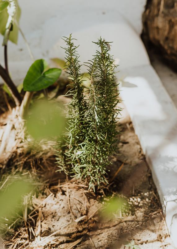 Seasonal Ingredients of Baja California Sur | Kitchen San José del Cabo